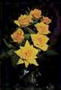 Gold Mine rose photo