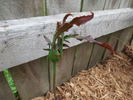 Mexicana rose photo
