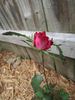 Mexicana rose photo