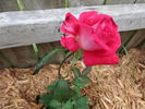 Mexicana rose photo