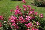 Rosy Carpet ® rose photo