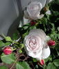 Madame Alfred de Rougemont rose photo