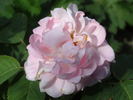 N. J. Kičunov rose photo