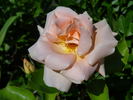 Folksinger rose photo