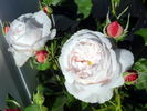 Madame Alfred de Rougemont rose photo