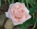 Eleganza rose photo
