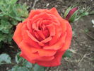 Pilurett rose photo