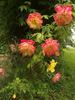 Polka-Babotska rose photo