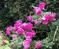 Félix Leclerc rose photo