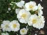 Tumbling Waters rose photo