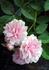 June Anne rose photo