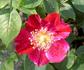Hanini rose photo