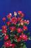 Rubies 'n' Pearls rose photo