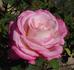 Suffolk rose photo