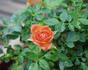 Bambino ™ rose photo
