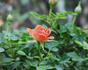Bambino ™ rose photo
