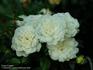 Ivory Carpet ™ rose photo