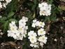 Silver River rose photo