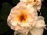 Terra Jubilee rose photo