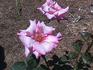 Kathleen Mills rose photo