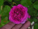 Orazio Vecchi rose photo