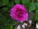 Orazio Vecchi rose photo