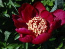 Walter Mains peony photo