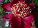Walter Mains peony photo