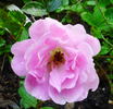 Maud E. Gladstone rose photo