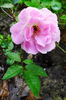 Maud E. Gladstone rose photo