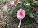 Quinceanera rose photo