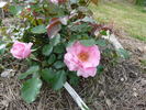 Quinceanera rose photo