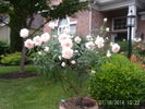 Gay Princess rose photo
