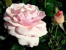 Gilles de Brissac rose photo