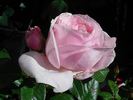 Gilles de Brissac rose photo