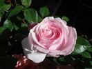 Gilles de Brissac rose photo