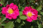 Anne of Geierstein rose photo