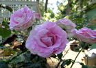 Southern Breeze rose photo