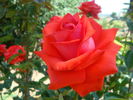 Star 2000 rose photo