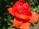 Star 2000 rose photo