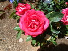 Shawn Sease rose photo