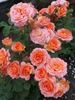 Vivienne Westwood rose photo