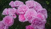 Roseninsel rose photo