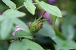 Bicolore incomparable rose photo
