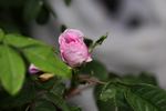 Bicolore incomparable rose photo