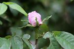 Bicolore incomparable rose photo