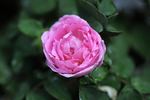 Bicolore incomparable rose photo