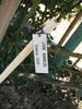 Lyon Rambler rose photo