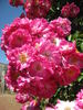 Lyon Rambler rose photo