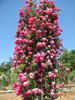 Lyon Rambler rose photo